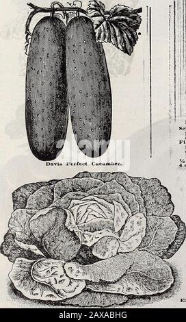 Catalogue descriptif annuel de Schvolonté : graines, arbres et plantes de haute classe . ely, tenant ses nombreux fruits bien au-dessus du sol. Fruitvery large, 20 pouces de circonférence, et superbe qual-ity et très tôt, portant pour une longue saison et de garder-le bien. En tous points, c'est une merveille et l'une des plus belles nouveautés végétales dans un long temps.Pkt., 10 c; % oz., 40 c; oz., 60 c; 2 oz. 1,00 $; % lb., 1,25 $.Postage payé. LA SEULE LAITUE. Schwills La Plus Grande De Tous, Têtes Immenses, 3 à 4 livres, compact, solide, presque comme un chou. Intérieur blanchi à un pur jaune doré, croustillant, tendre et andfi Banque D'Images