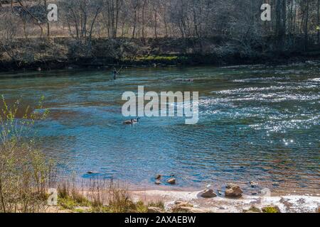 Un homme pêche à la mouche sur la rivière avec deux oies canadiennes nageant le long de la rive, par une journée ensoleillée en hiver Banque D'Images