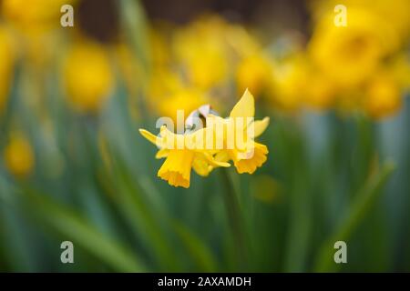 Narcisse tate une tete qui fleurit au printemps Banque D'Images