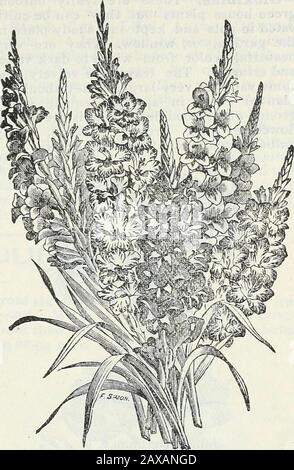 Catalogue de semences et manuel de jardin de Steckler pour les états du sud : 1902 . Anemones... Hveffet Gladiolus. Banque D'Images