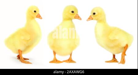 Nouveau-nés. Arrière-plan blanc isolé. Prise de vue en studio. Jaune, doux nouveau-né gossings. Banque D'Images