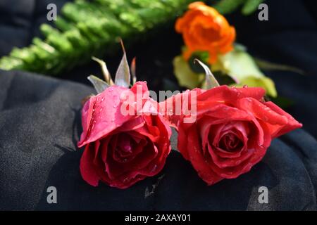 Roses rouges : une rose rouge est une expression sans équivoque de l'amour. Les roses rouges transmettent des émotions profondes - que ce soit l'amour, le désir ou le désir. Les roses rouges peuvent également être utilisées Banque D'Images