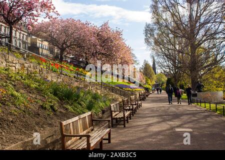 Sentier bordé de bancs de printemps dans les jardins de Princess Street Gardens, Édimbourg, avec des tulipes fleuries et des cerisiers en pleine floraison Banque D'Images