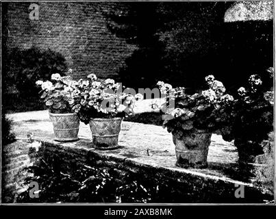 Bois et jardin; notes et pensées, pratiques et critiques, d'un amateur qui travaille . Géraniums Dans Les Pots Napolitains. Chapitre XXIII LA MODE DE LITERIE ET   ITSINFLUENCE Il est curieux de regarder de nouveau les vieux jours de la literie, quand cela et que seulement signifiait jardinage à mostpeople, Et pour se rappeler comment la mode, menintingine les grands jardins, a fait sa manière comme une grande vague inondée, subfusionnant les moins grandes, et presque se noient les beautés des nombreuses petites parcelles de cotttracts fleuries de nos côtés anglais. Et un merveilleux spectacle tout est venu, et pourquoi le système de literie, admirable pour Banque D'Images