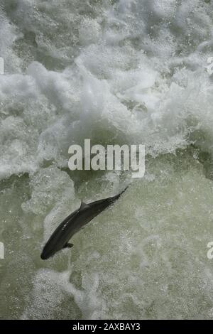 Saumon sautant sur l'échelle de poisson Banque D'Images