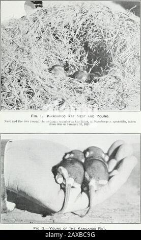 Histoire de la vie du rat kangourou : Dipodomys spectabilis spectabilis Merriam . mappedafter été excavé (Fig. 3), tous ayant été soigneusement gazés avec du bisulfure de carbone. Les filiales étaient simples et contenaient du noStorage. Deux d'entre eux Avere peu profond, alors que dans le troisième une profondeur de 48 centimètres a été atteinte. Ils semblent être simplement des lieux de refuge, bien que les sentiers bien portés qui les relient au chien d'entretien indiquent une utilisation régulière. Ces pistes sont visibles dans la Réserve de l’aire de répartition et sont apparemment caractéristiques des monticules à travers l’aire de répartition de l’animal. Les habitants des différents monticules m Banque D'Images