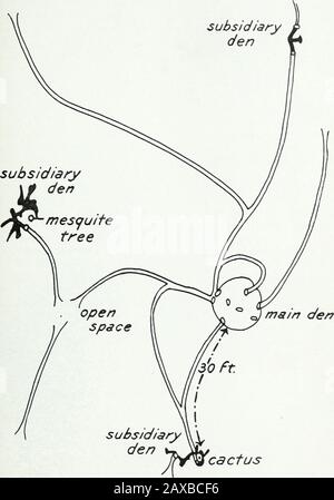 Histoire de la vie du rat kangourou : Dipodomys spectabilis spectabilis Merriam . es du système de thetunnel. La cavité du nid est une chambre d'environ forme sphérique et de 17 à 23 centimètres de diamètre. Des chambres de thischaracter ont été observées et notées comme un vieux stockage dans un certain nombre de cas. Ils ont parfois été coupés du reste de l'habitation, et au début étaient censés contenir du stockage de moustay abandonné. L'expérience de l'excavation et de l'interprétation des résultats a été gagéeque nous avons conclu que ces chambres représentent en fait des abandons. Bailey donne les dimensions des chambres de nid Banque D'Images