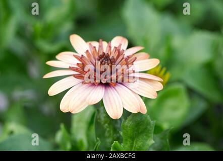 Osteospermum 3 D Banana Shake fleur. Banque D'Images