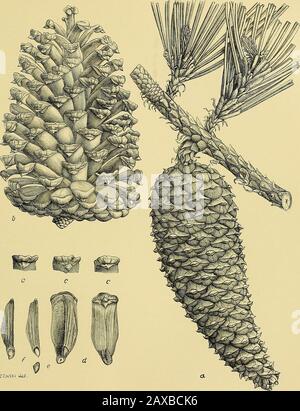 Rapport sur les enquêtes forestières de l'U.Département de l'agriculture 1877-1898 . ere rien d'autre que les palmettoapis de scie à prospérer, l'arbre reste de faible croissance, raboussé, atteignant à peine la taille moyenne.Dans la profondeur de l'marécage, avec le sol humide et laushy tout au long de l'année, là où l'arbre est souvent rencontré, entouré de près de la baie blanche, de la baie rouge, de la gomme noire, du titi, et de la cedartowering blanche au-dessus, il est de croissance lente et fréquemment affecté par le cœur rouge ou la pourriture rouge, partique-ulairement près de sa limite nord. Il n'est jamais trouvé dans le fond alluvial, et eschews le sec, pin- Banque D'Images
