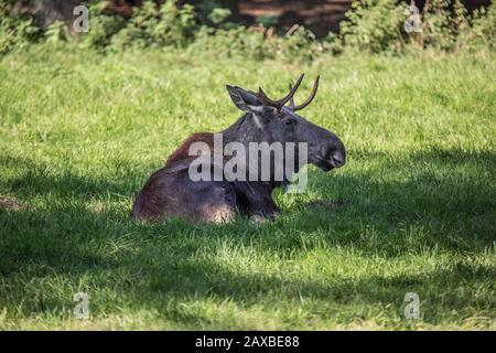 Moose se trouve sur la prairie au soleil Banque D'Images