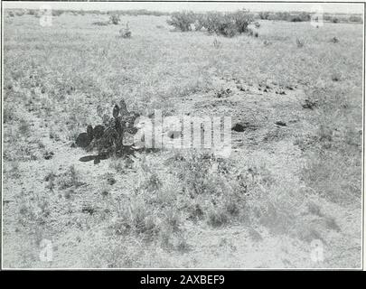 Histoire de la vie du rat kangourou : Dipodomys spectabilis spectabilis Merriam . Fig. I.—Effacement D'un son. Une défrichement de tyca au sujet d'un chien de Dipodomys s. spectabilis, montrant le denuda-tion automnal de la plaie et les zones environnantes dans cet exemple environ 30 pieds de diamètre. Fig. 2. Son et Pistes. Un petit chien de Dipodomys s. spectabilithe den. Des preuves de l'activité peuvent 107600—22 3 n au début de l'automne, montrant des pistes rayonnantes à partir de la surface de la plaie et de la surface de la plaie. Bull 1091, U. S. Département de l'agriculture. Plaque VI Banque D'Images