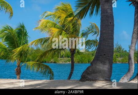 Palmiers et ombres sur une plage de sable parfaite au bord des eaux calmes Banque D'Images