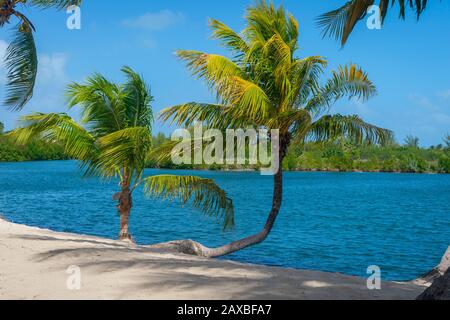 Palmiers et ombres sur une plage de sable parfaite au bord des eaux calmes Banque D'Images