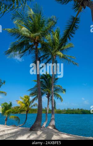 Palmiers et ombres sur une plage de sable parfaite au bord des eaux calmes Banque D'Images