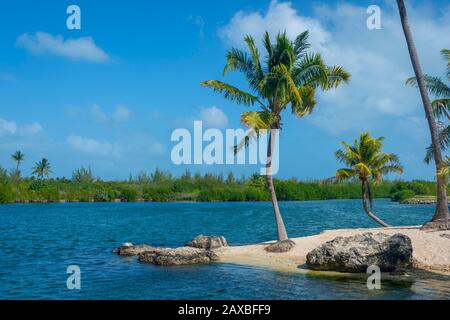 Palmiers et ombres sur une plage de sable parfaite au bord des eaux calmes Banque D'Images