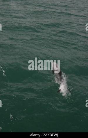 Dauphins D'Hector Dans Le Port D'Akaroa, Nouvelle-Zélande Banque D'Images