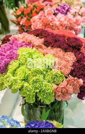 D'énormes bouquets de carnades de couleur fraîche de vert, rose, blanc et rouge. Arrière-plan des fleurs de carnation. Mise au point sélective. Banque D'Images