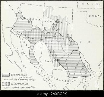 Histoire de la vie du rat kangourou : Dipodomys spectabilis spectabilis Merriam . ns pour des suggestions et de l'aide utiles : G. S. Miller et J. W. Gidley. De l'Université. Musée National du Sud : Dr. Frederic E. Clements et Gorm Loftfield, de la Carnegieinstitution : Morgan Hebard. De l'Académie des Sciences naturelles de Philadelphie ; JamesT. Jardine et R. L. Hensel. Tous deux étaient auparavant reliés au Service forestier des États-Unis ; Andr. R. Hill, du Service forestier. Ils sont également renés à William Nicholson, de Con-tinental. Ariz., pour de nombreuses courtesies étendues en relation avec le travail dans la Réserve. 4 PUCES Banque D'Images