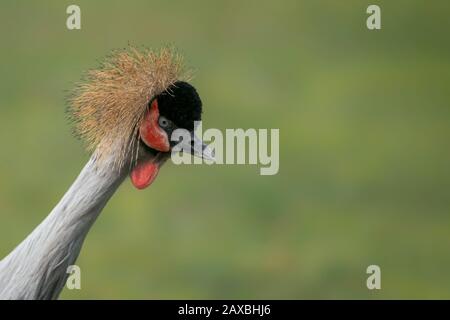 Portrait d'une belle grue noire couronnée, ou Black Crested Crane (Balearica pavonina) profil rapproché. Oiseau national du Nigeria. Banque D'Images