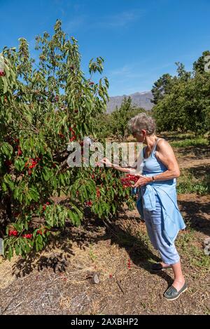 Klondike Cherry Farm, Ceres, Afrique De L'Ouest Du Cap-Sud. Déc 2019. Visiteur tenant une boîte en plastique cueillant des cerises à la ferme du Klondike, Ceres, Afrique du Sud Banque D'Images