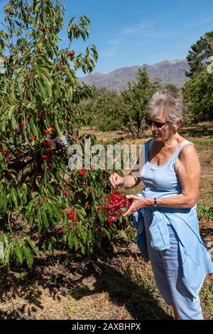 Klondike Cherry Farm, Ceres, Afrique De L'Ouest Du Cap-Sud. Déc 2019. Visiteur tenant une boîte en plastique cueillant des cerises à la ferme du Klondike, Ceres, Afrique du Sud Banque D'Images