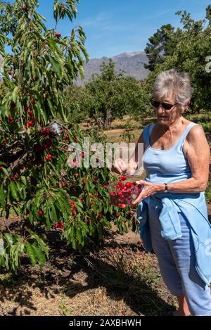 Klondike Cherry Farm, Ceres, Afrique De L'Ouest Du Cap-Sud. Déc 2019. Visiteur tenant une boîte en plastique cueillant des cerises à la ferme du Klondike, Ceres, Afrique du Sud Banque D'Images