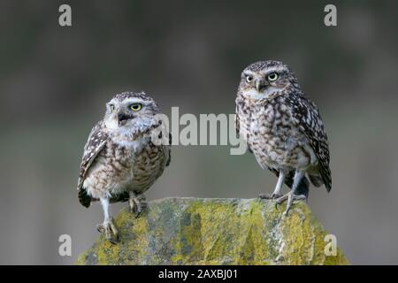 Deux belles chouettes des terriers (Athene cunicularia) sont debout sur un rocher. Noord Brabant aux pays-Bas. Banque D'Images