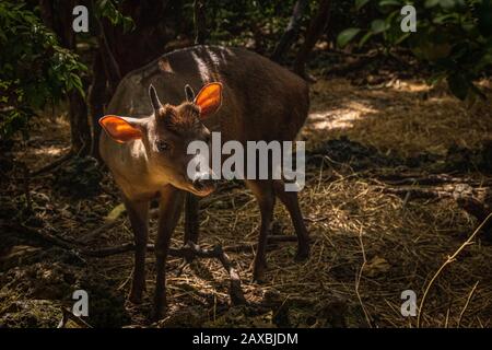 Red Brocket Deer, Barbade Banque D'Images