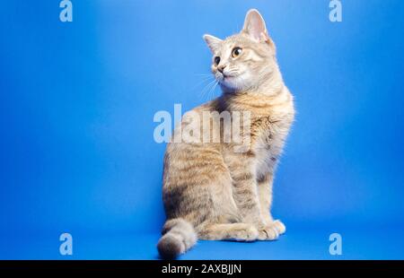 Le chat tabby gris sur un fond bleu apparaît. Portrait animal. Pet. Placer pour le texte. Espace de copie. Banque D'Images