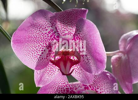 Exposition d'orchidées au Kew Orchid Festival 2020 au Princess of Wales Conservatory de Kew Gardens, Londres, Royaume-Uni Banque D'Images