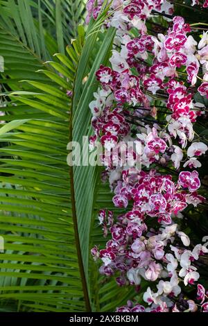Exposition d'orchidées au Kew Orchid Festival 2020 au Princess of Wales Conservatory de Kew Gardens, Londres, Royaume-Uni Banque D'Images