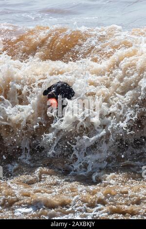 un chien labrador springer spaniel springador ou labradinger croisé chassant une balle ou un jouet dans le surf au bord de la mer s'amuser dans l'eau. Banque D'Images