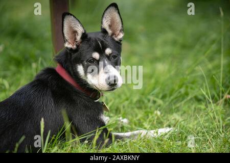 Chien jeune de race mixte de la Husky sibérienne sur la prairie, le jeu, la course. Banque D'Images