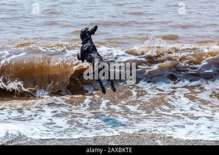 un chien labrador springer spaniel springador ou labradinger croisé chassant une balle ou un jouet dans le surf au bord de la mer s'amuser dans l'eau. Banque D'Images