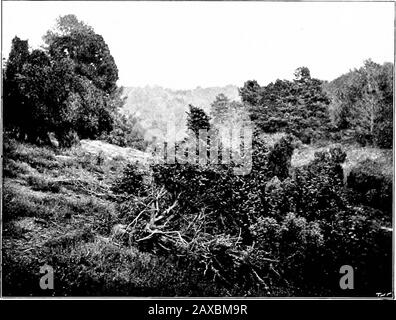 Bois et jardin; notes et pensées, pratiques et critiques, d'un amateur qui travaille . Tireurs D'Élite Sauvages. Novembre 165 arbre de broche, dont les tiges et les brindilles vertes semblent strangelygreen en hiver. Les Thorns se tiennent seuls, certains en étroite compagnie, impénétrables massesde croissance courte à torsion, avec ici et là une rose sauvage qui filme directement dans les branches croquées. On pense à quel point il sera beau en juin, quand les serments roses se jettent sur la mer de fleurs de Thorn blanches. Les Holliesare de grandes masses de santé et de vigueur. Certains des groupes de Thorn et Holly sont Banque D'Images