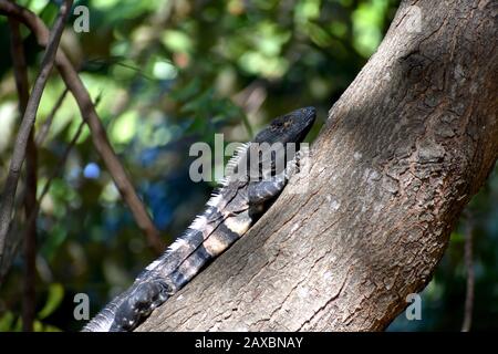 Iguana À Pois De La Queue Épineuse À Playa Del Coco, Costa Rica Banque D'Images