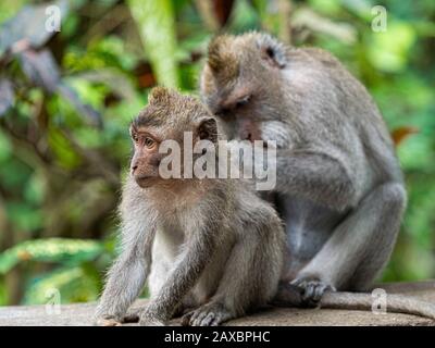 Deux singes dans la forêt séchée de singes à Ubud, Bali Indonésie, se nettoyait mutuellement Banque D'Images