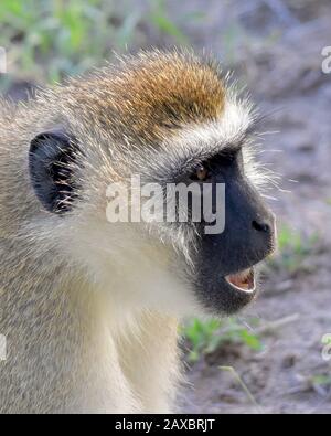 Gros plan d'un singe vervet vochant un appel d'alarme à sa troupe. (Chlorocebus Aethiops) Parc National D'Amboseli, Kenya Banque D'Images