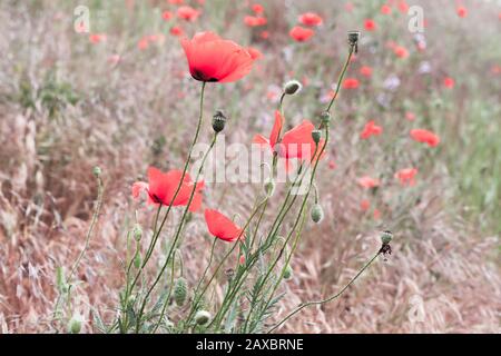 Les coquelicots qui poussent sur un pré d'été, gros plan photo avec mise au point sélective Banque D'Images