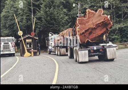 Camion de grumes transportant des grumes de séquoia récoltées 'Sequoia sempervirens', porte d'entrée de scierie, Californie. Banque D'Images