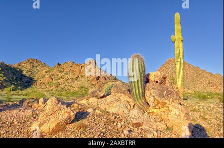 Une espèce de Cactus de Barrel qui pousse hors d'une affleurement de roche avec un grand Cactus Saguaro derrière lui près des monts Gila Bend dans le sud-ouest de l'Arizona Banque D'Images