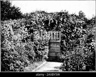 Bois et jardin; notes et pensées, pratiques et critiques, d'un amateur qui travaille . Côté sud de la porte, avec Clematis Montana et Choisya. Côté nord de la même porte, avec Clematis monianaand gueluer-rose. Mai 75 forte, odeur douce, quelque chose comme un mélange de théscents de Rose et de tulipe. Puis il y a les vieilles Pseuies de jardin, les doublevariances de P. officias Tudis. Ils sont en trois coloris distincts : le cramoisi riche en Cult, le cramoisi-rose et le palepink se transforme en blanc mat. Ce sont les plus anciens tofLower, et avec eux il est pratique, du point de vue du jardin, à la classe certains des desi Banque D'Images