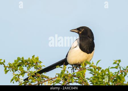 Pie bavarde Pica pica magpie commune ou perché dans un arbre au cours d'un beau coucher du soleil Banque D'Images