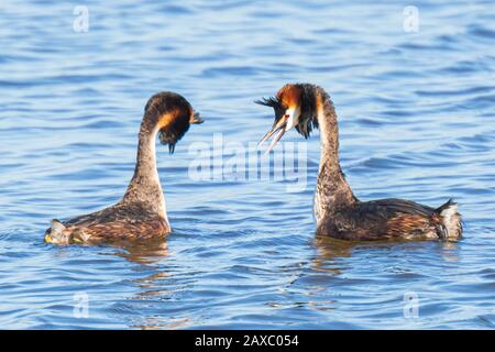 Deux grèbe huppé Podiceps cristatus,, l'accouplement au printemps saison Banque D'Images