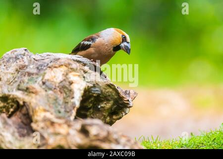 Libre d'un homme, Coccothraustes coccothraustes hawfinch, oiseau perché sur le bois. La lumière naturelle, Selective focus Banque D'Images