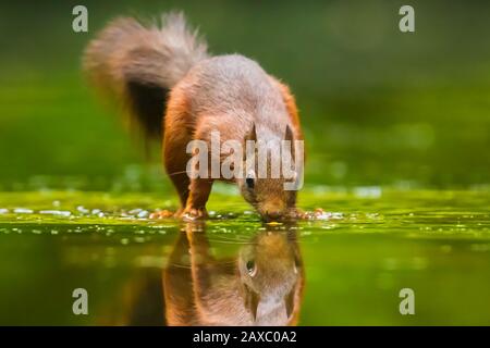 Belle écureuil rouge eurasien, Sciurus vulgaris, de boire et d'alimentation en eau avec la réflexion. La faune forestière, selective focus, la lumière solaire naturelle. Banque D'Images