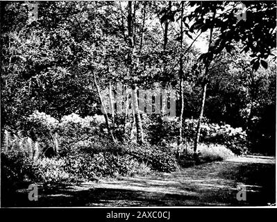 Bois et jardin; notes et pensées, pratiques et critiques, d'un amateur qui travaille . Rhododendrons où se rencontrent les Copsk et le jardin. Mai 65 Certains des touffes sont de scarlet-cramoisi brillant, roseand vrhite, mais hors du grand choix de couleurs thatpourrait être ainsi nommé que ceux sont choisis qui refont la couleur-harmonie qui était prévue. Un largegrojjp, tout à fait détaché de celui-ci, et plus dans la théhade de la copse, est du meilleur des hlacs, des pupples, et des ?blancs. Lorsque quelques clans de jeunes holliesont grandi, ces deux groupes ne seront pas vus au moment du thésame, sauf à distance. Le purp Banque D'Images