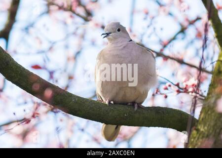 Libre d'un grèbe huppé (Streptopelia decaocto), d'oiseaux nicheurs et perché dans un arbre avec des fleurs fleur rose Banque D'Images