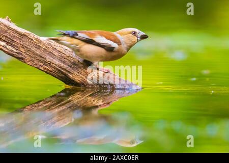 Libre d'une belle femme Coccothraustes coccothraustes hawfinch humide ; boire, laver, lissage et de nettoyage dans l'eau. Focus sélectif et faible p Banque D'Images