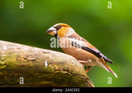 Libre d'un homme, Coccothraustes coccothraustes hawfinch, oiseau perché sur le bois. La lumière naturelle, Selective focus Banque D'Images